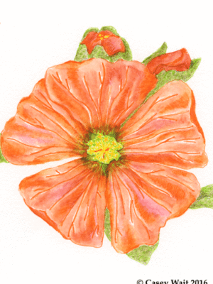 Gooseberry Globemallow