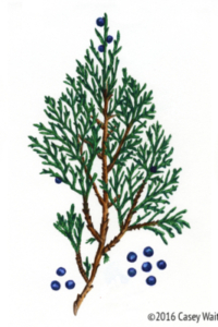 Rocky Mountain Juniper