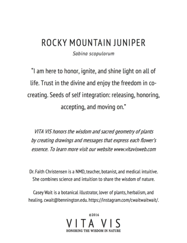 Rocky Mountain Juniper Greeting Card - Image 2