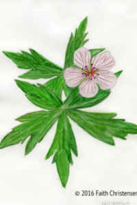 Wild Geranium