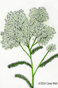 Yarrow