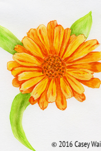 Calendula