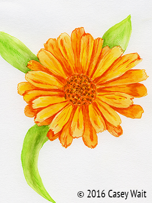 Calendula