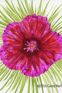 Dianthus