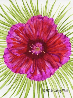 Dianthus