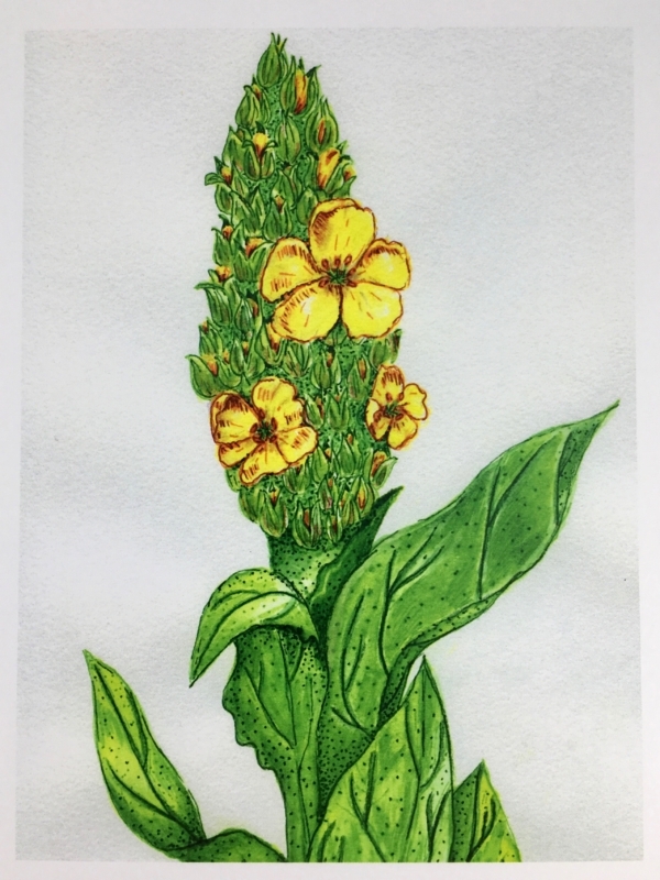 Mullein Card front