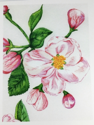 Apple Blossom Greeting Card Front