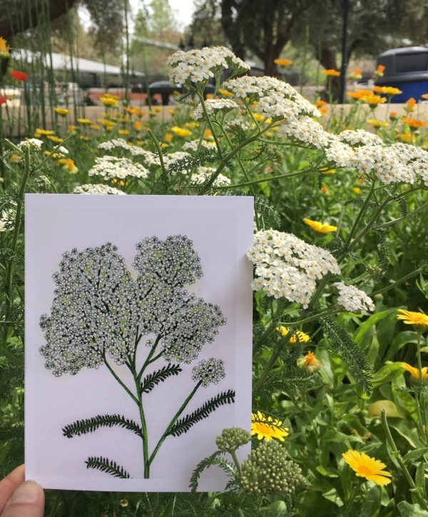 Yarrow Greeting Card - Image 7