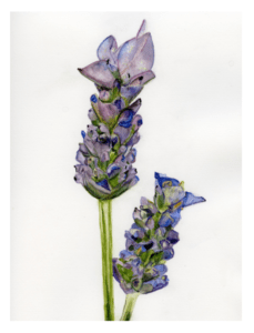 French Lavender Greeting Card