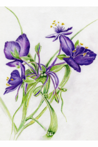 Western Spiderwort