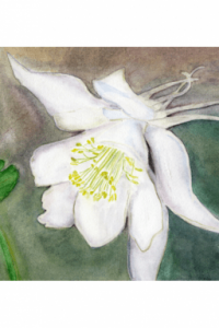 White Columbine