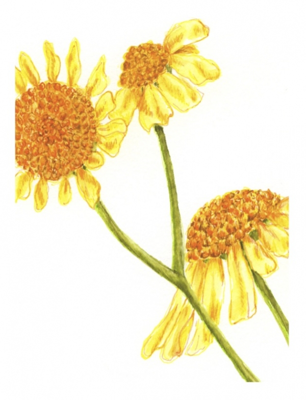 Brittlebush Greeting Card