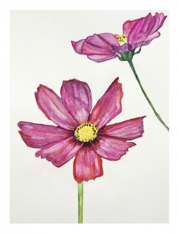 Cosmos Greeting Card