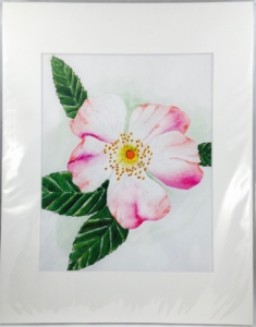 Wild Rose 8×10 Print