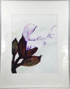 Garden Sage 8×10 Print