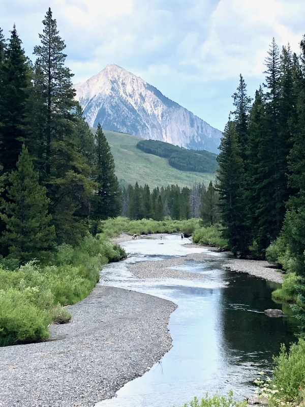 Colorado Blue Spruce