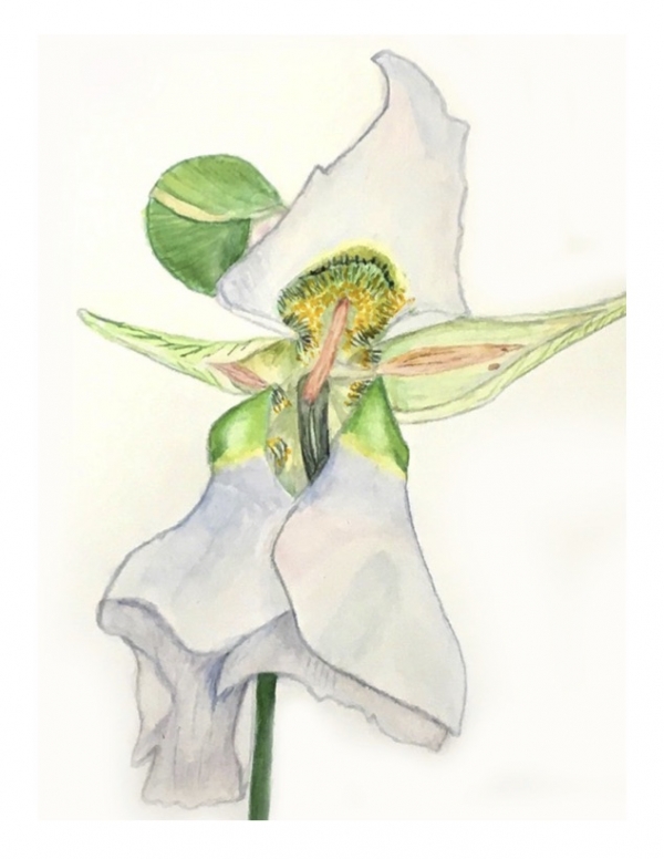 Mariposa Lily Greeting Card