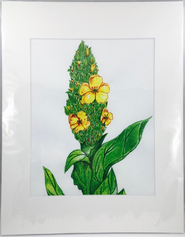 Mullein 8x10 Print