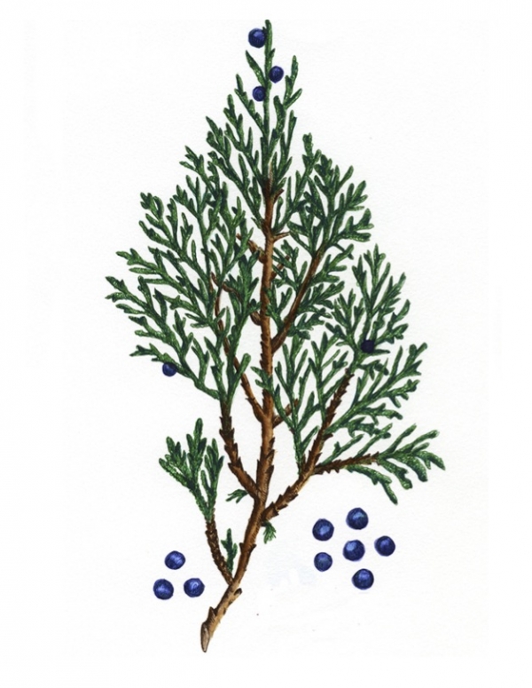 Rocky Mountain Juniper Greeting Card