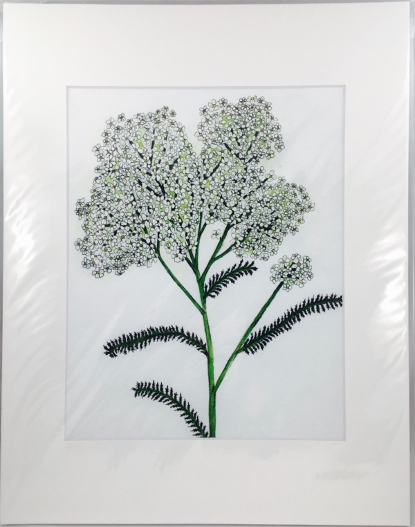 Yarrow 8x10 print