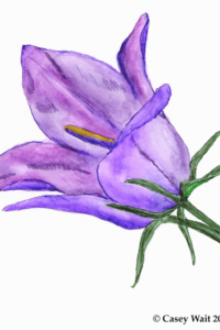 Parry's Bellflower