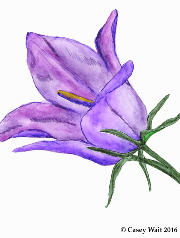 Parry's Bellflower Plant Essence