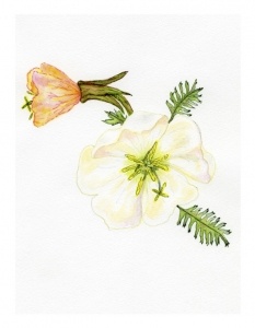 Cut Leaf Evening Primrose Greeting Card