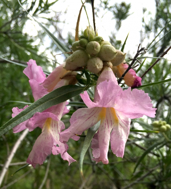 Desert Willow Tree Essence