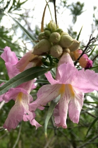 Desert Willow