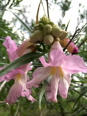 Desert Willow