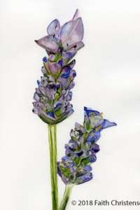 french lavender