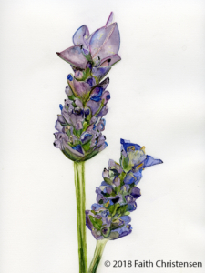 French Lavender Plant Essence