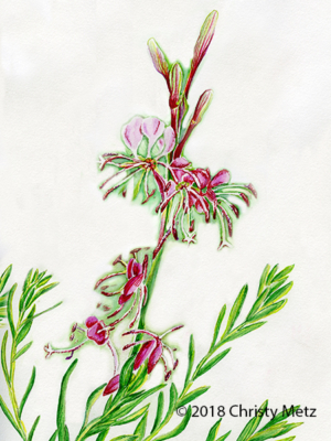 Gaura Flower