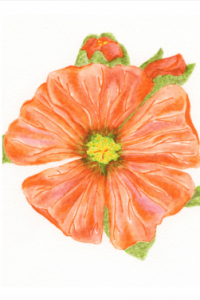 Gooseberry Globemallow