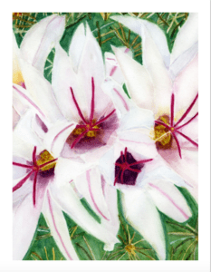 Mammillaria Greeting Card