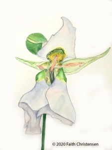 illustration of Mariposa Lilly