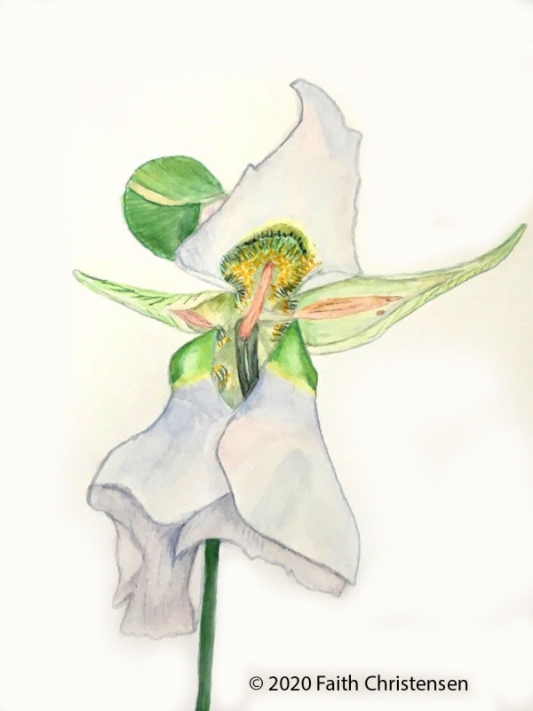 illustration of Mariposa Lily