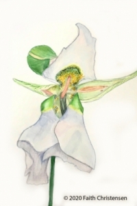 illustration of Mariposa Lily