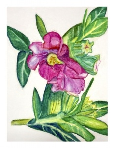Mexican Heather Greeting Card