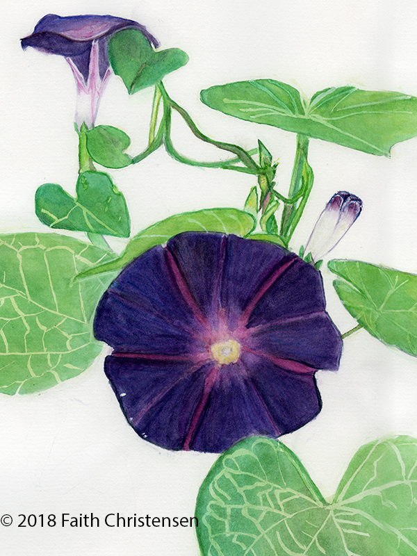 Morning Glory Plant Essence