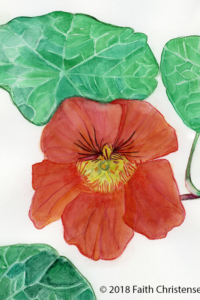 Nasturtium