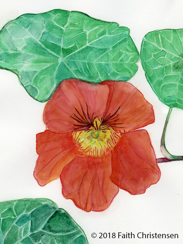 Nasturtium Plant Essence