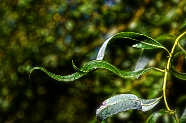 Connect to Your Inner Knowing-Globe Willow Meditation