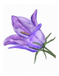 Parry’s Bellflower Greeting Card
