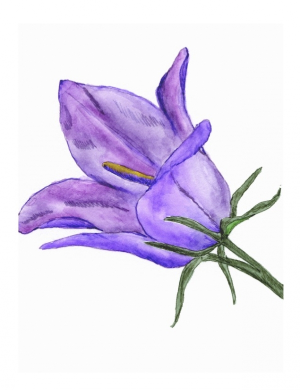 Parry's Bellflower Greeting Card