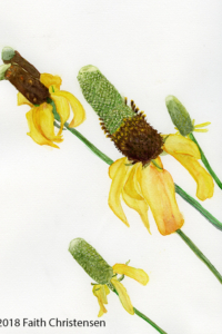 Prairie Coneflower