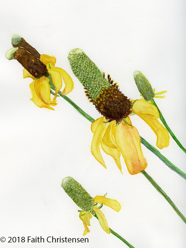 Prairie Coneflower Plant Essence