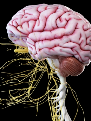 CST Brain Balancing II Workshop-Seattle, WA: Sept 11-13, 2026