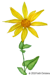 Subalpine Arnica