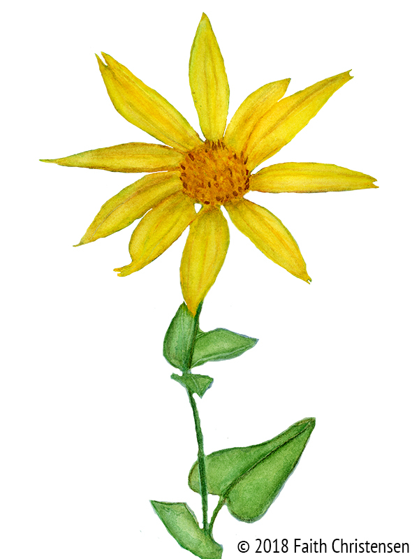 Subalpine Arnica Plant Essence